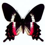 Parides Burchellanus Butterfly