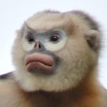 Tonkin Snub Nosed Monkey