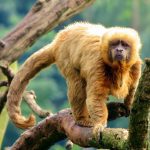 Rare-Hainan-Gibbon
