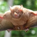 Cuba’s Greater Funnel-Eared Bat