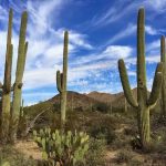 Saguaro-Cactus