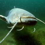 Wels Catfish - sheatfish