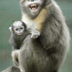 Tonkin Snub Nosed Monkey