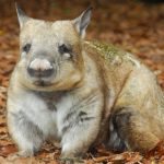 Northern Hairy Nosed Wombat