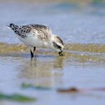 Spoon Billed Sandpiper