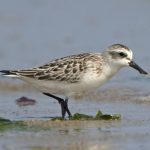 Spoon Billed Sandpiper
