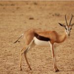 Springbok With Amazing Horns