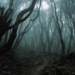 The-haunted-forest Aokigahara , Japan