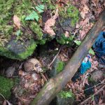 Aokigahara Forest, Japan