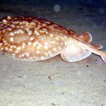 Electric Ray