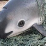 Vaquita