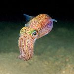 Camouflaging Cuttlefish