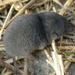 Nelson’s Small Eared Shrew