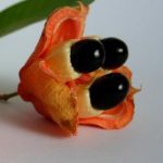 Fruits : Ackee