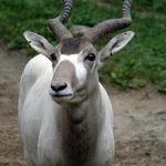 Addax With long Twisted Horns