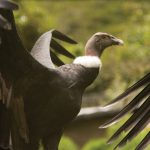 Andean Condor – 15000 feet