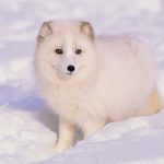 Arctic Fox