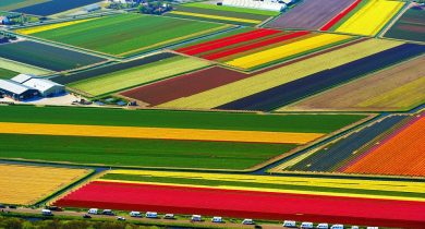 Tulip Fields in Netherlands