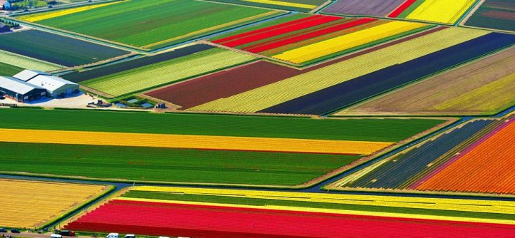 Tulip Fields in Netherlands