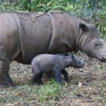 Sumatran Rhino