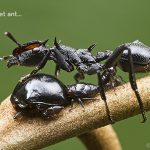 Bullet Ant