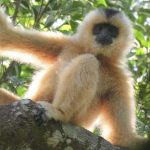 Rare-Hainan-Gibbon