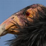 Andean Condor – 15000 feet
