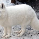 Arctic Fox