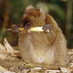Madagascar’s Greater Bamboo Lemur