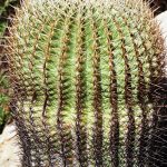 Barrel Cactus