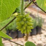 African Horned Cucumber