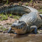 Black Caiman