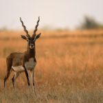 Blackbuck