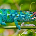 Camouflaging Chameleons