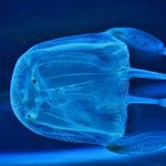 Box Jelly Fish
