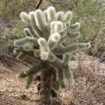 Jumping Cholla