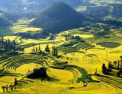 Canola Flower Fields, China
