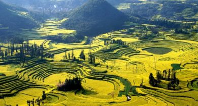 Canola Flower Fields, China