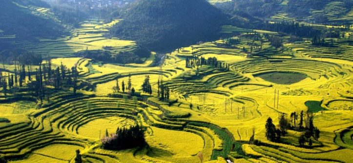 Canola Flower Fields, China