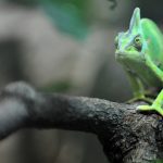 Tarzan’s Chameleon from Madagascar