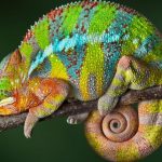 Camouflaging Chameleons