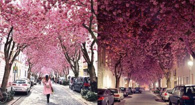 cherry-blossom-tunnels-bonn-germany