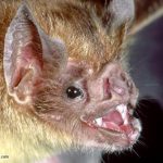 Common Vampire Bat