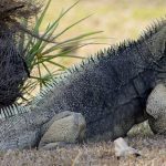 Rock Iguana lizard