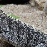 Rock Iguana lizard
