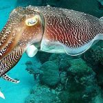 Camouflaging Cuttlefish