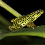 Ecuador’s Rio Pescado Stubfoot Toad