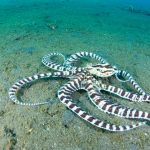Camouflaging Mimic Octopus