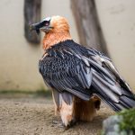 Bearded Vulture – 24000 feet