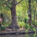 Island of Dolls, Xochimilco, Mexico